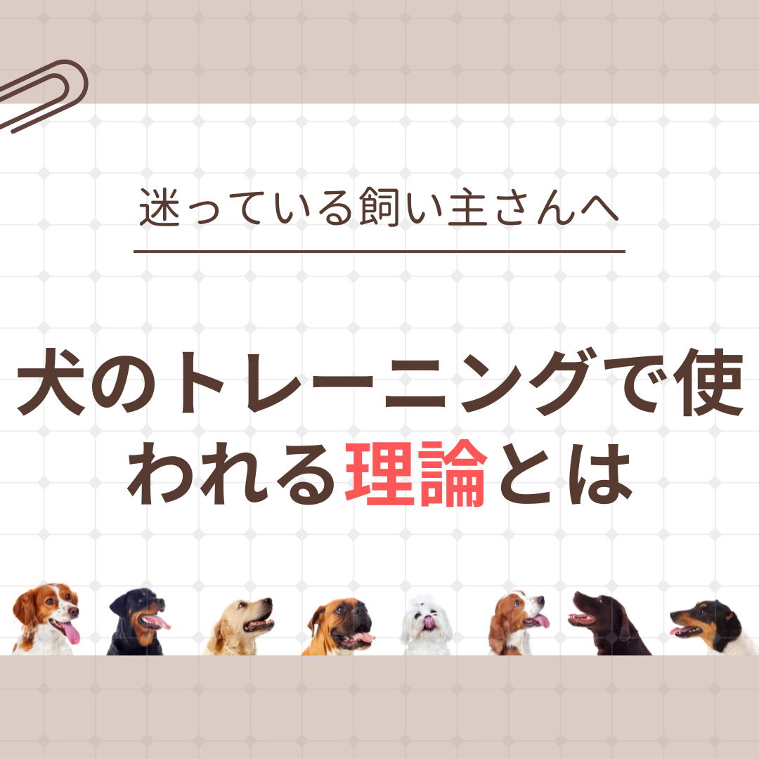 愛犬のしつけトレーニング、科学的根拠のある理論で選びませんか